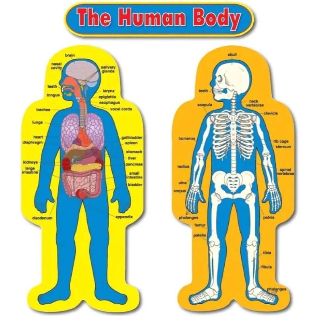 Child Size Human Body Bulletin Board Set
