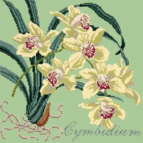 Cymbidium (Boat Orchid)