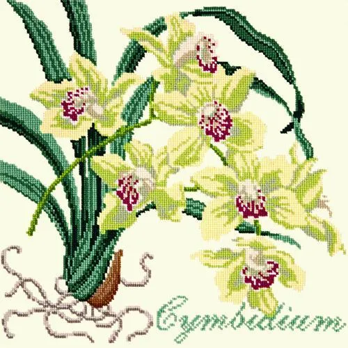 Cymbidium (Boat Orchid)