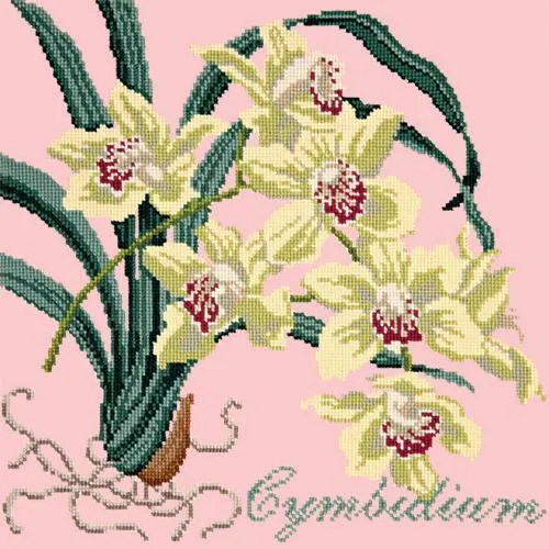 Cymbidium (Boat Orchid)