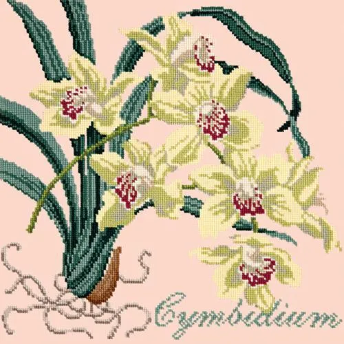 Cymbidium (Boat Orchid)