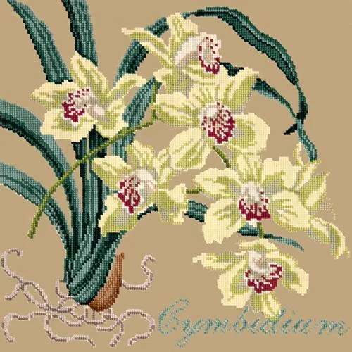 Cymbidium (Boat Orchid)