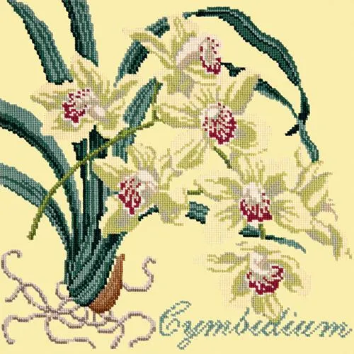 Cymbidium (Boat Orchid)