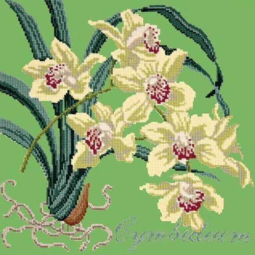 Cymbidium (Boat Orchid)