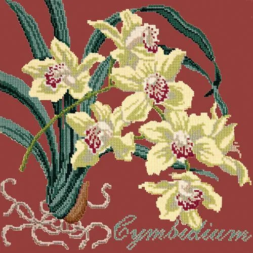 Cymbidium (Boat Orchid)