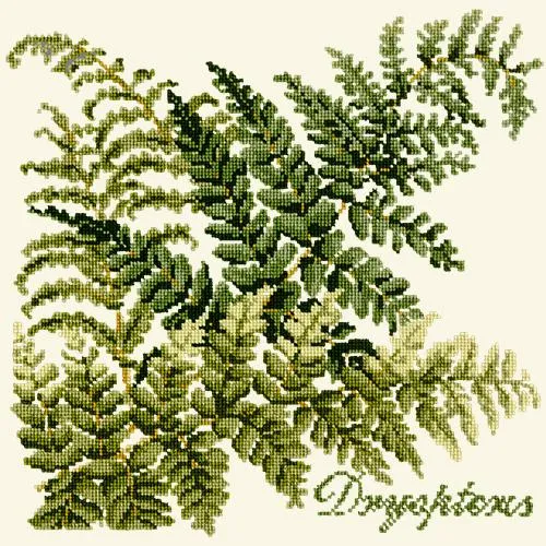 Dryopteris