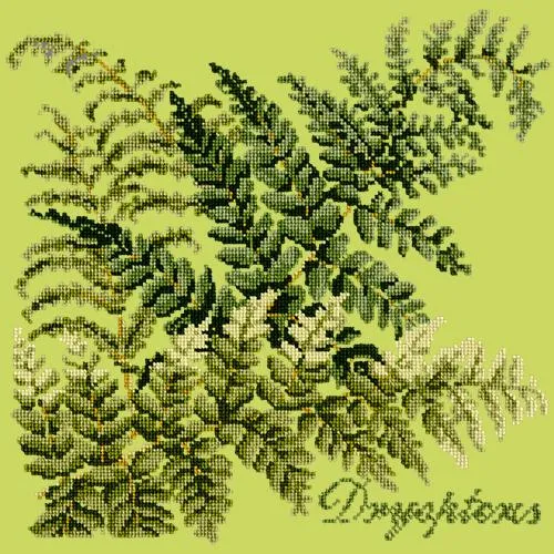 Dryopteris