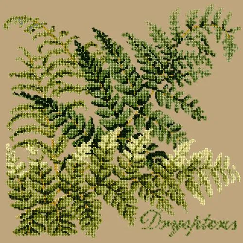 Dryopteris