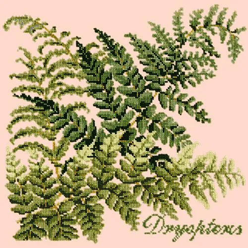 Dryopteris