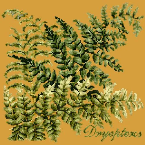 Dryopteris