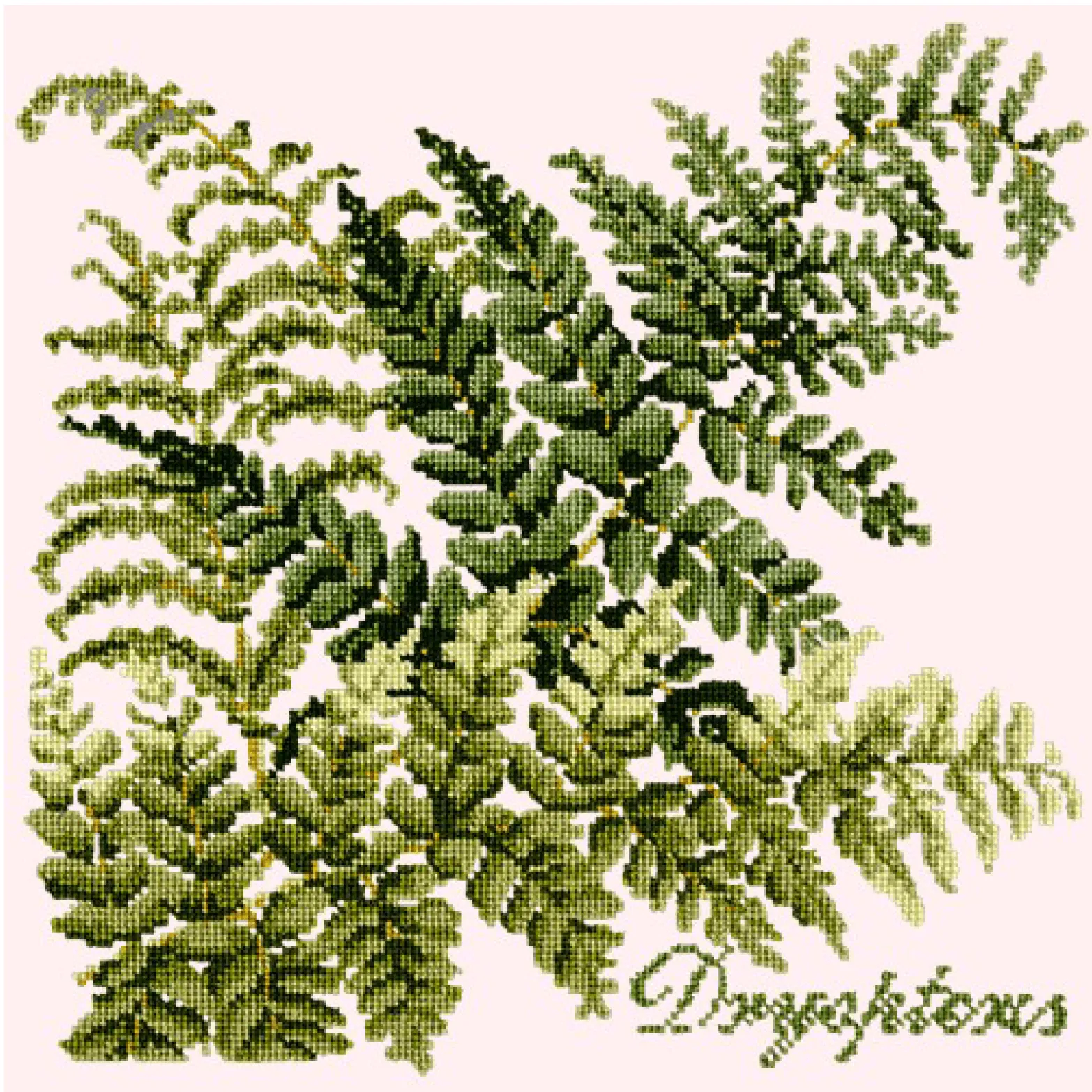 Dryopteris