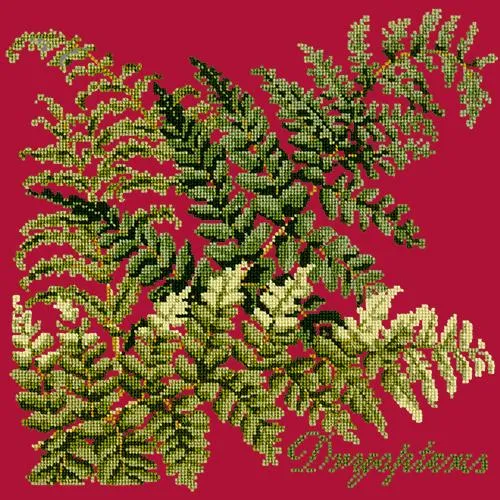 Dryopteris