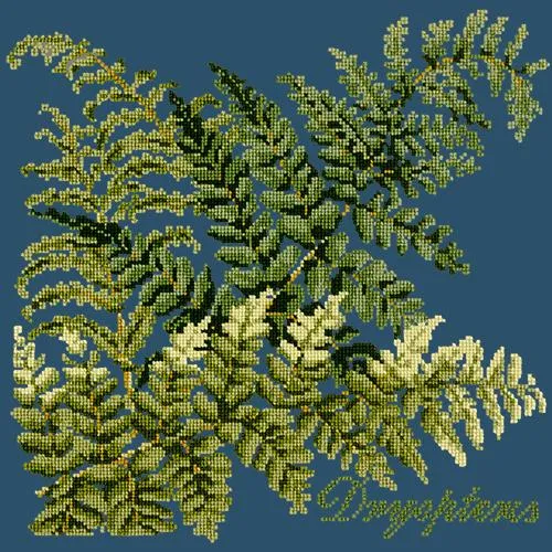 Dryopteris