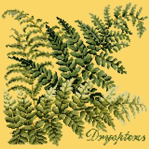Dryopteris