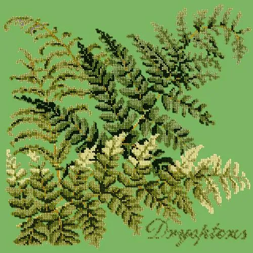 Dryopteris