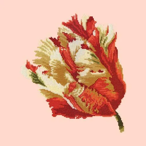 Parrot Tulip