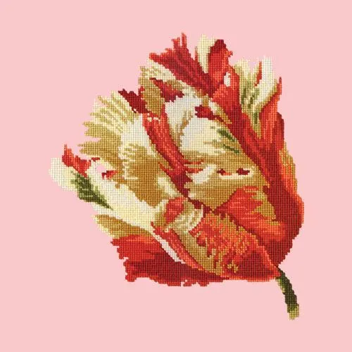 Parrot Tulip