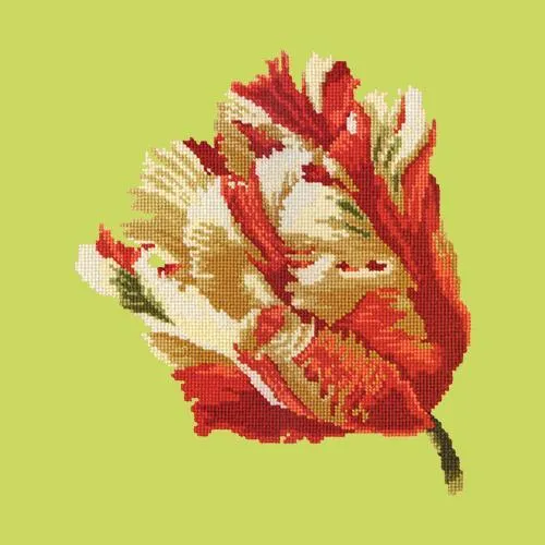 Parrot Tulip
