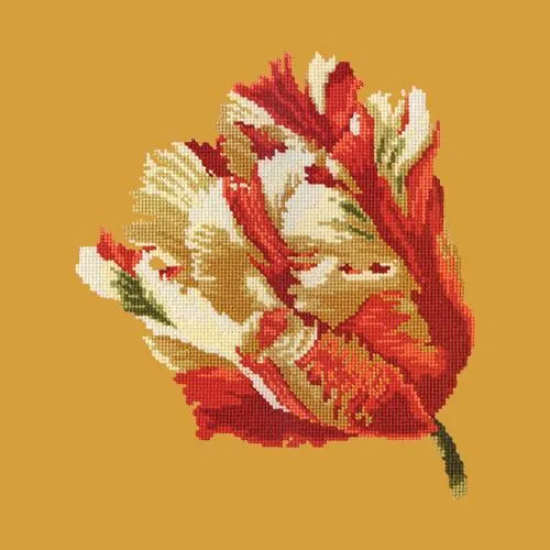 Parrot Tulip