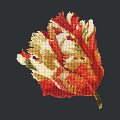 Parrot Tulip