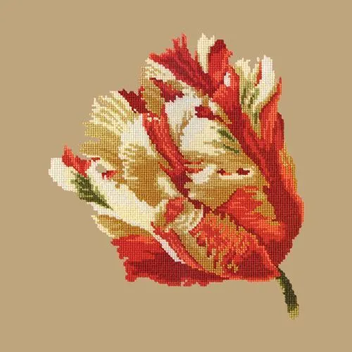 Parrot Tulip