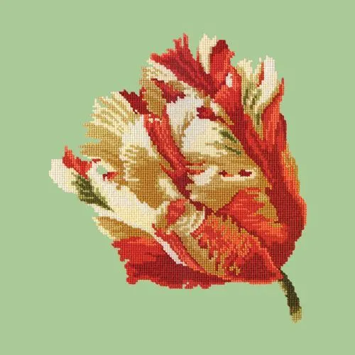 Parrot Tulip