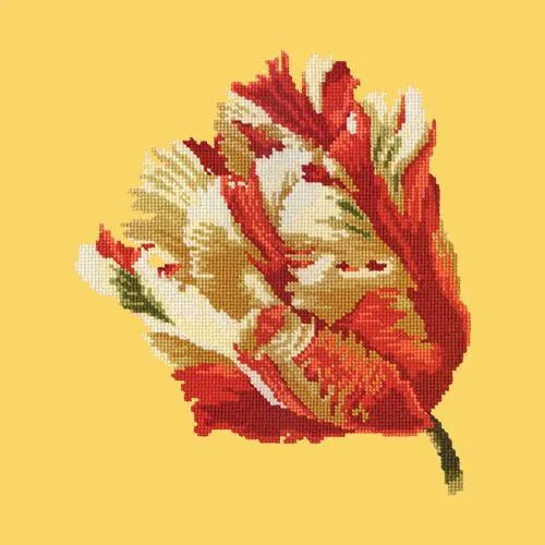 Parrot Tulip