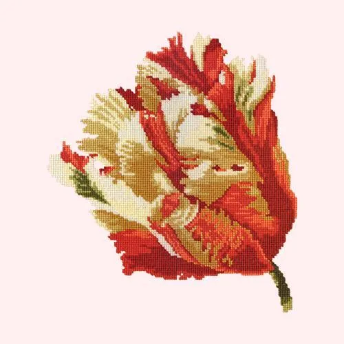 Parrot Tulip