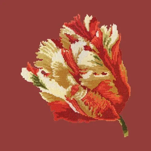 Parrot Tulip