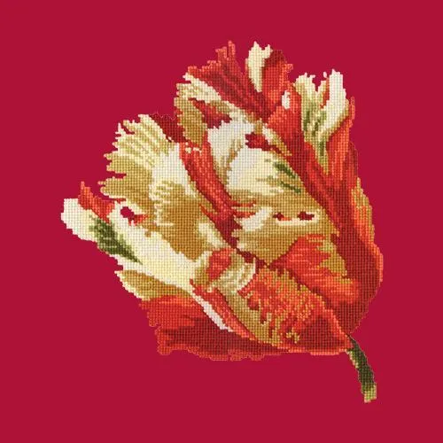Parrot Tulip