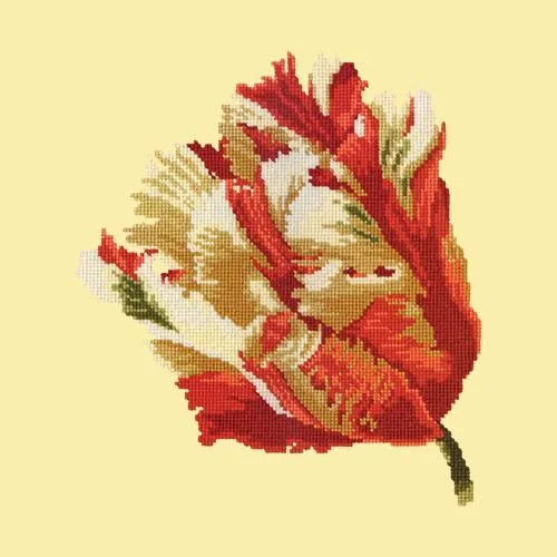 Parrot Tulip