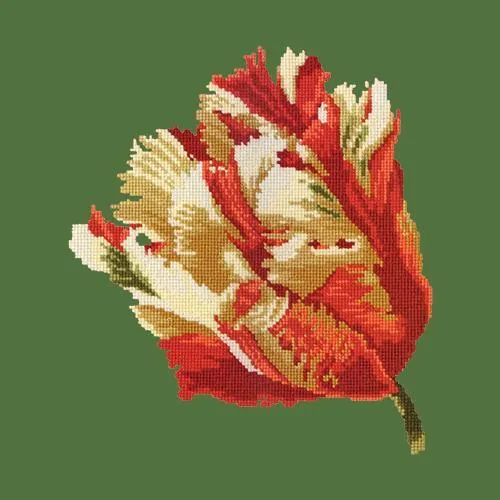 Parrot Tulip