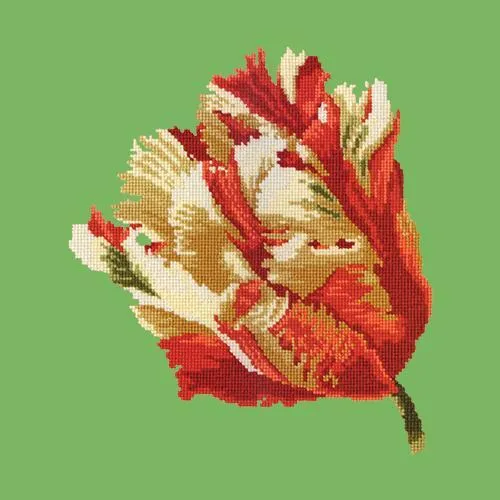 Parrot Tulip